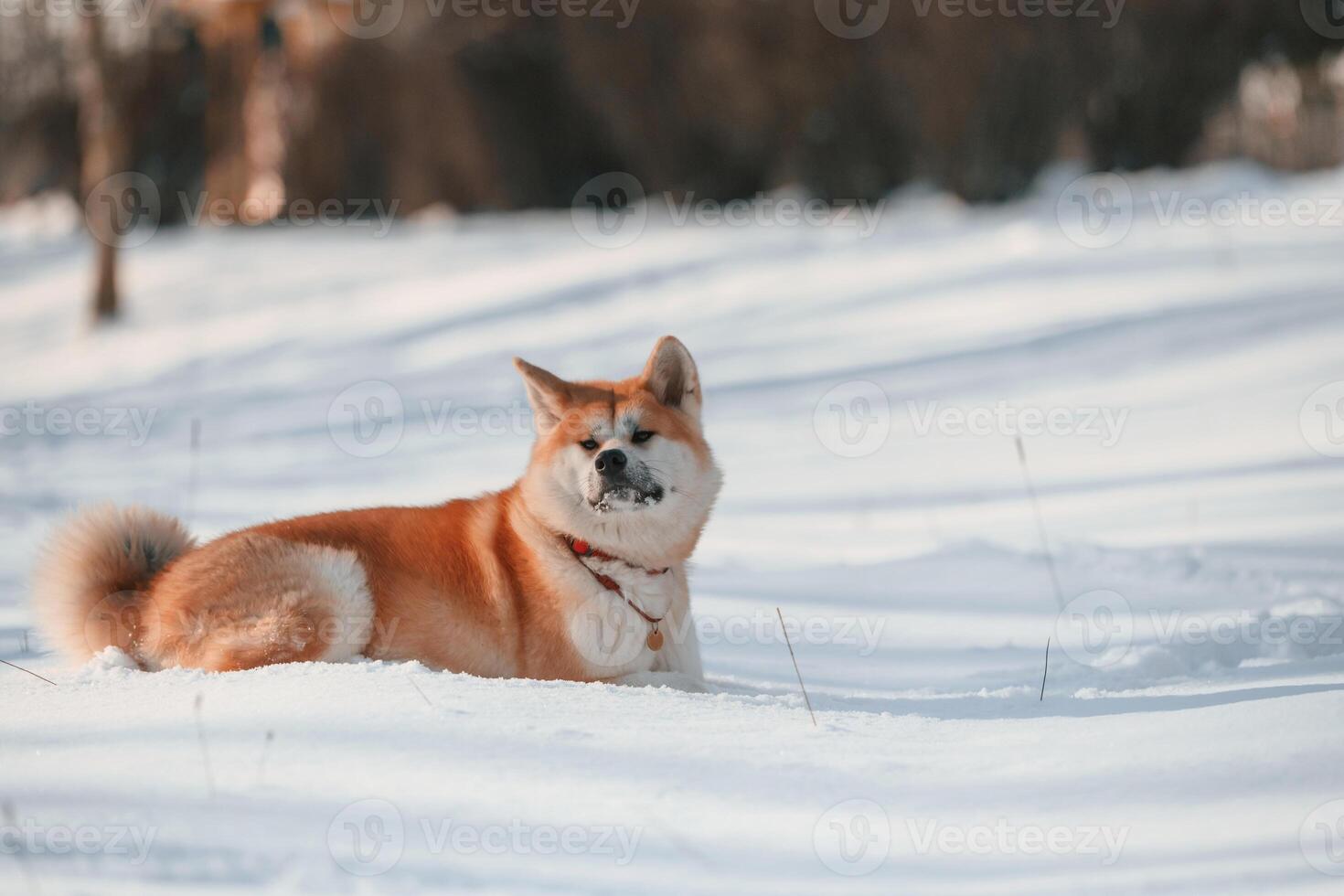 Akita inu dog is outdoors in the park at winter time photo