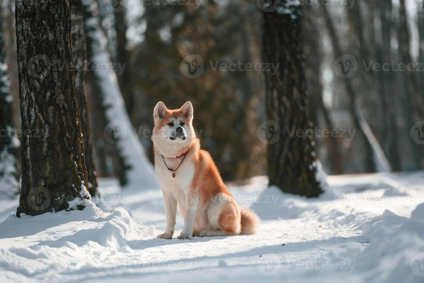 In ,the forest. Akita inu dog is outdoors in the park at winter time photo
