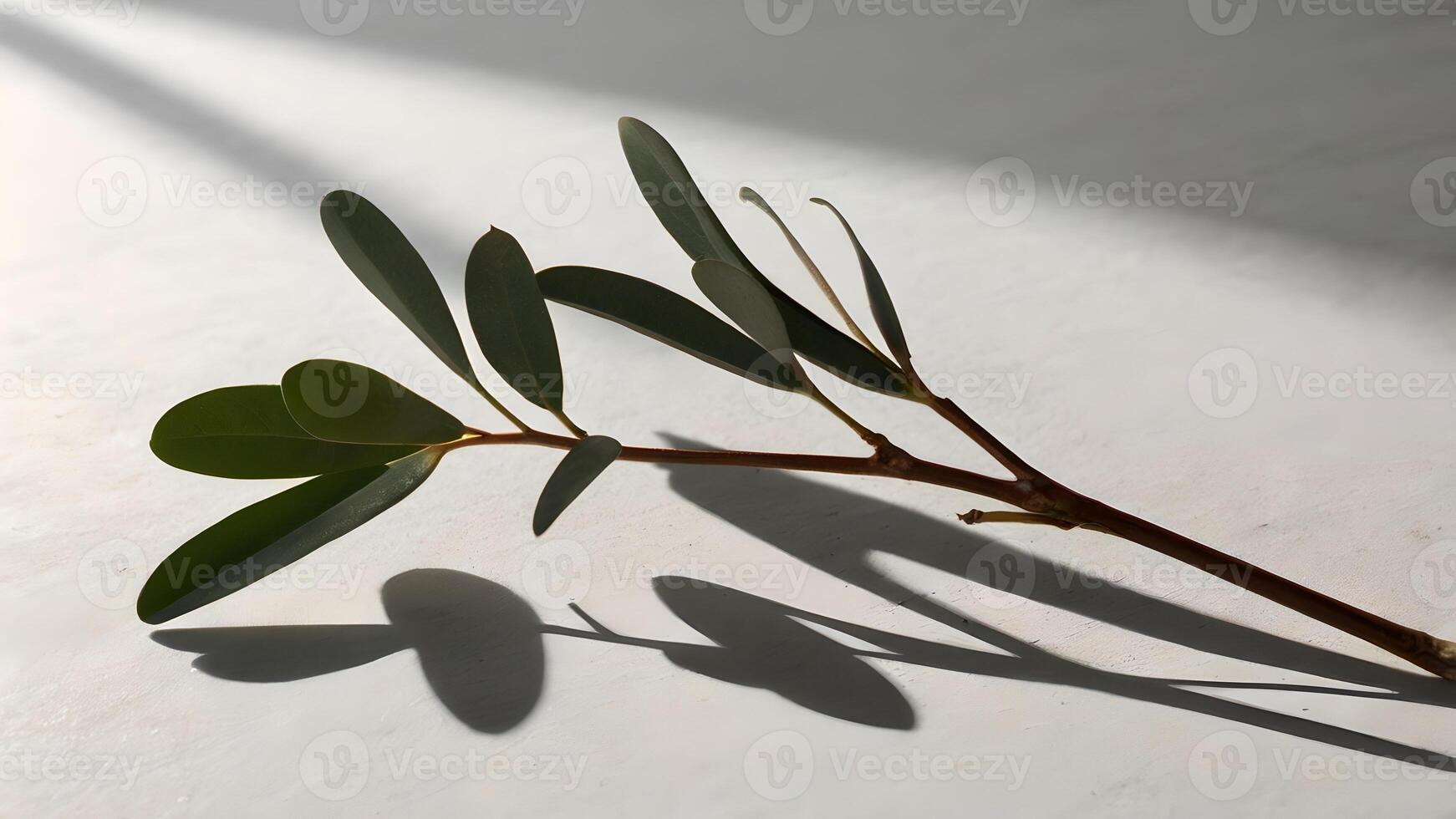 Eucalyptus Branch Shadow on White Background eucalyptus photo