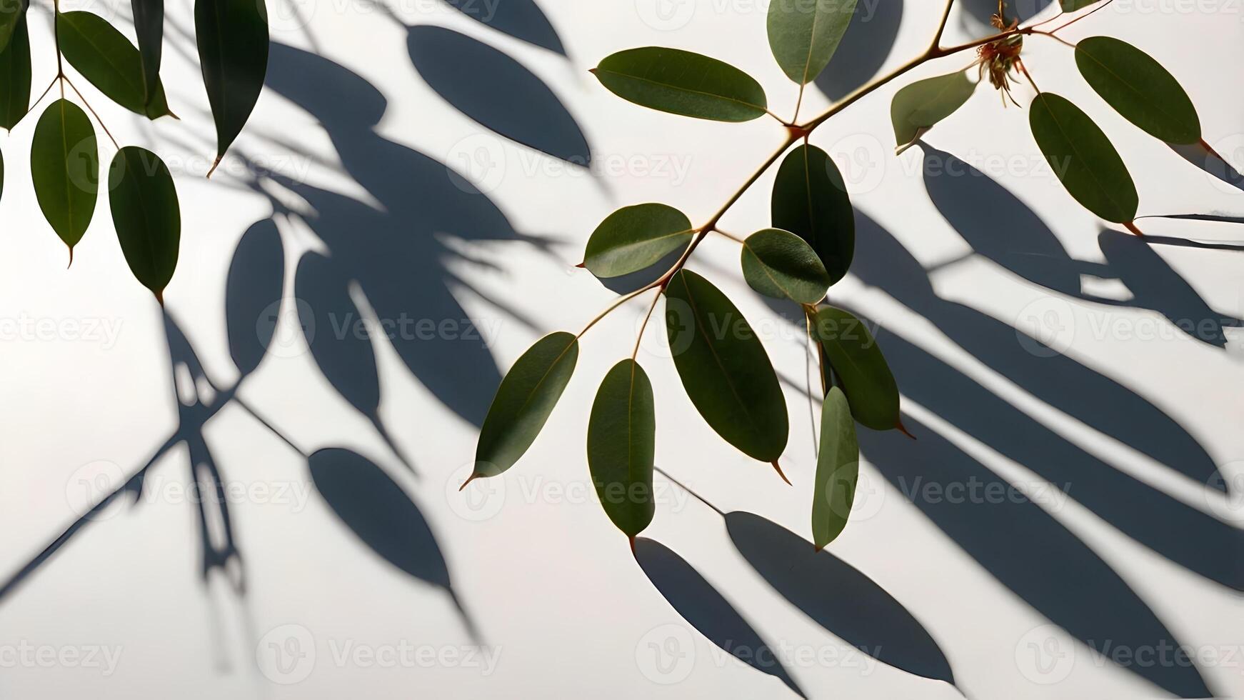 Eucalyptus Branch Shadow on White Background design photo