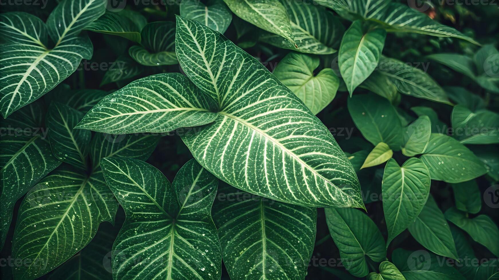 Lush, vibrant green leaves with intricate white veining create a dense, tropical foliage background, perfect for nature and botanical designs. photo