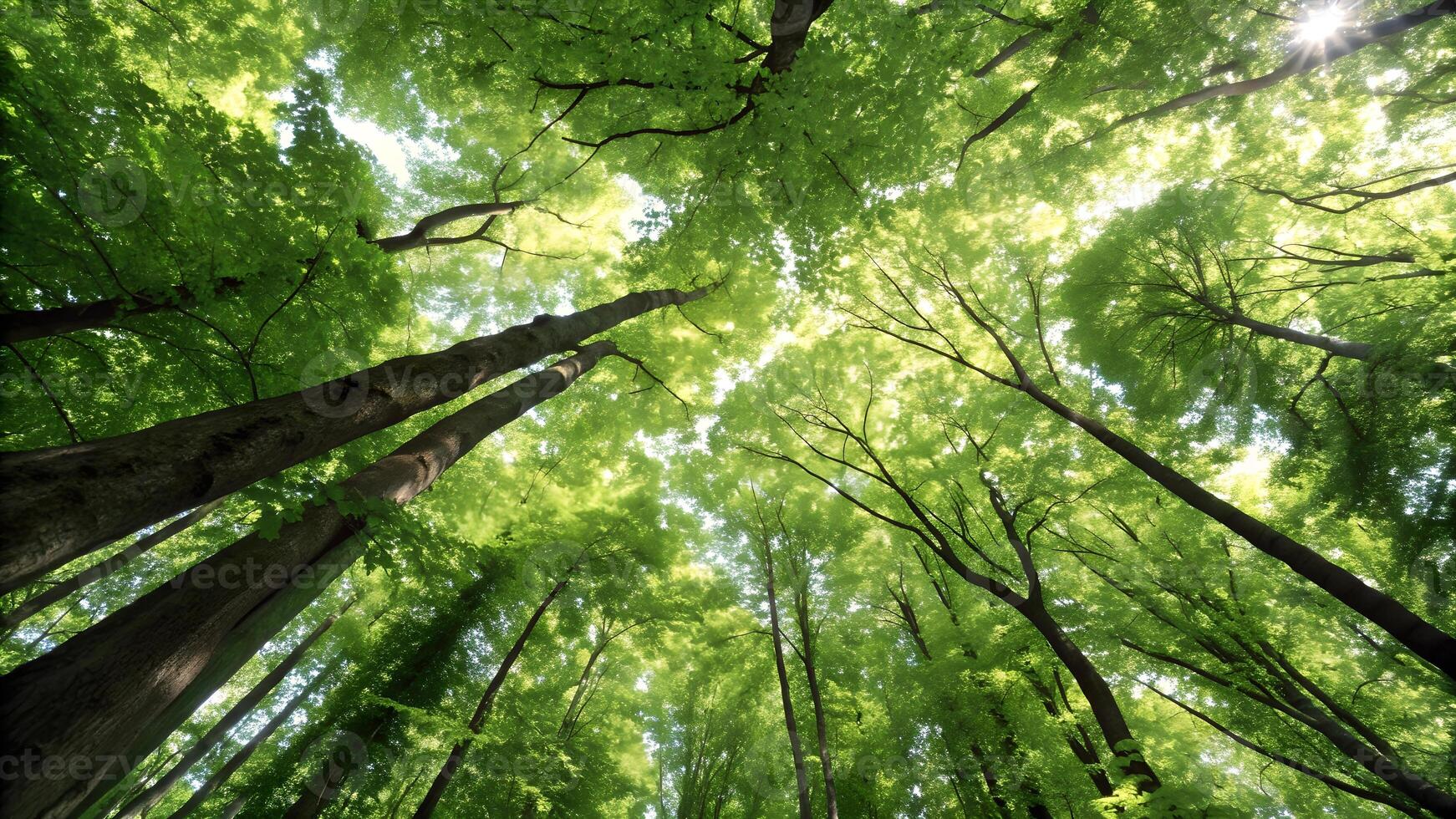 Looking up at a lush, verdant forest canopy with sunlight filtering through the leaves, creating a serene and vibrant natural scene. photo