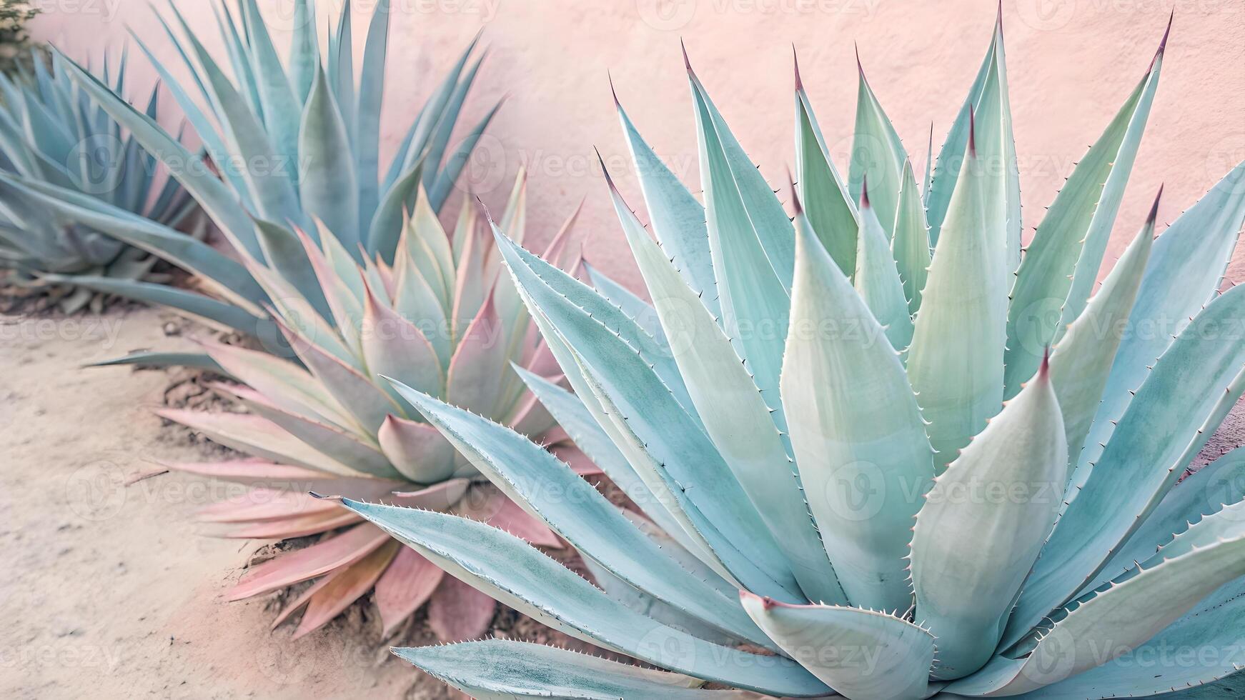 Aerial View of Desert Landscape with Agave Plants, Highlighting Arid Environment and Native Flora, Cactus in Sand, Water Conservation, Drought Resistant Species, Sustainable Ecosystems, Biodiversity photo