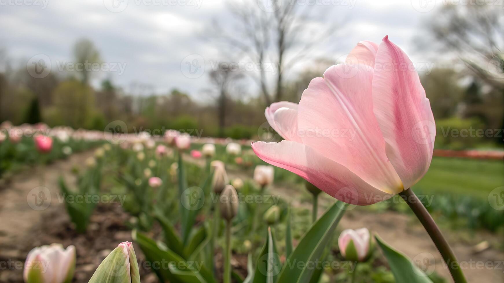 A delicate pink tulip in full bloom stands out against a backdrop of a garden filled with rows of budding tulips, under a soft, cloudy sky. photo
