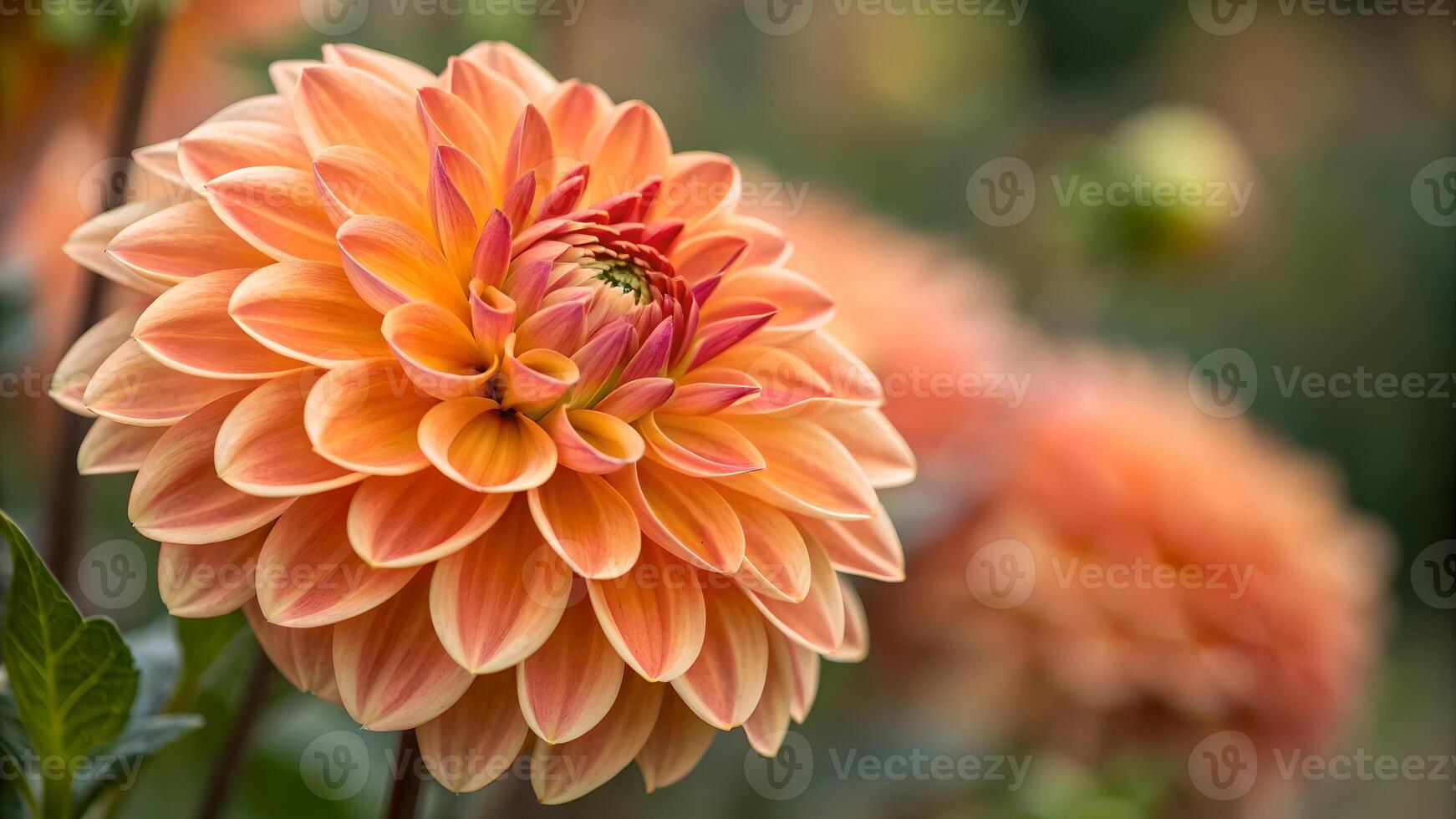 Vibrant Dahlia Flower Close-Up in Garden for Nature Lovers and Floral Designers dahlia nature floral photo