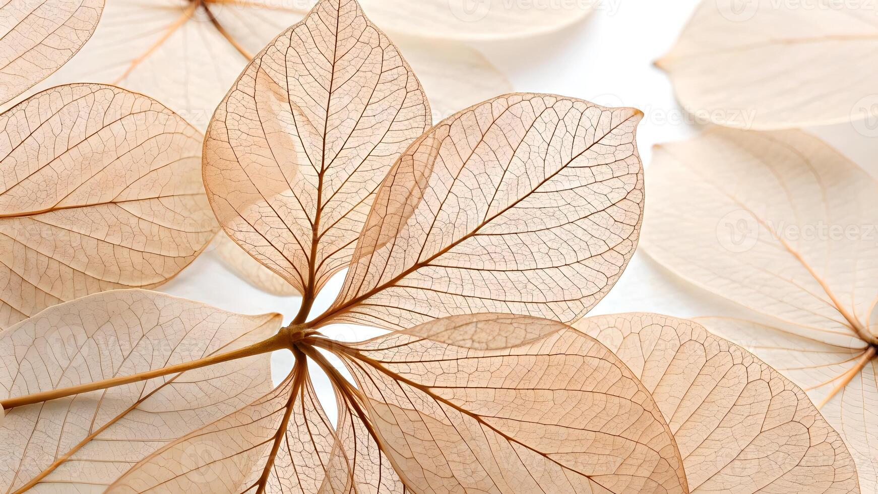 Delicate beige leaves with intricate vein patterns spread out on a white background, showcasing their translucent beauty and natural symmetry. photo
