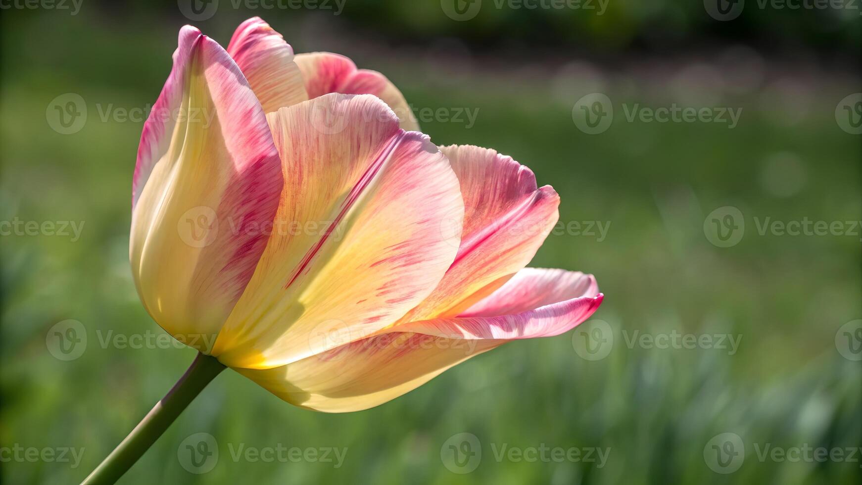 Close Up of Vibrant Tulip Flower, Highlighting Petal Details and Soft Gradient Colors, Nature Photography with Blurred Background, Floral Beauty in Spring Garden, Botanical Artwork for Designers, photo