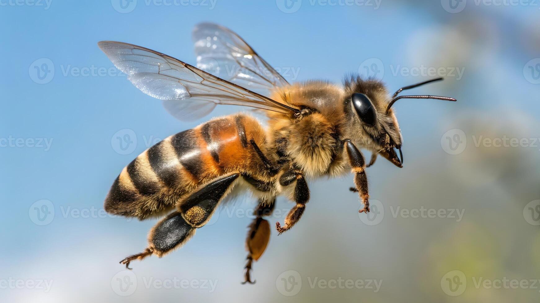 Bee in Flight Detailed Macro Photography for Nature Enthusiasts and Wildlife Photographers Discovering the Beauty of Insects in Their Natural Habitat bee photo
