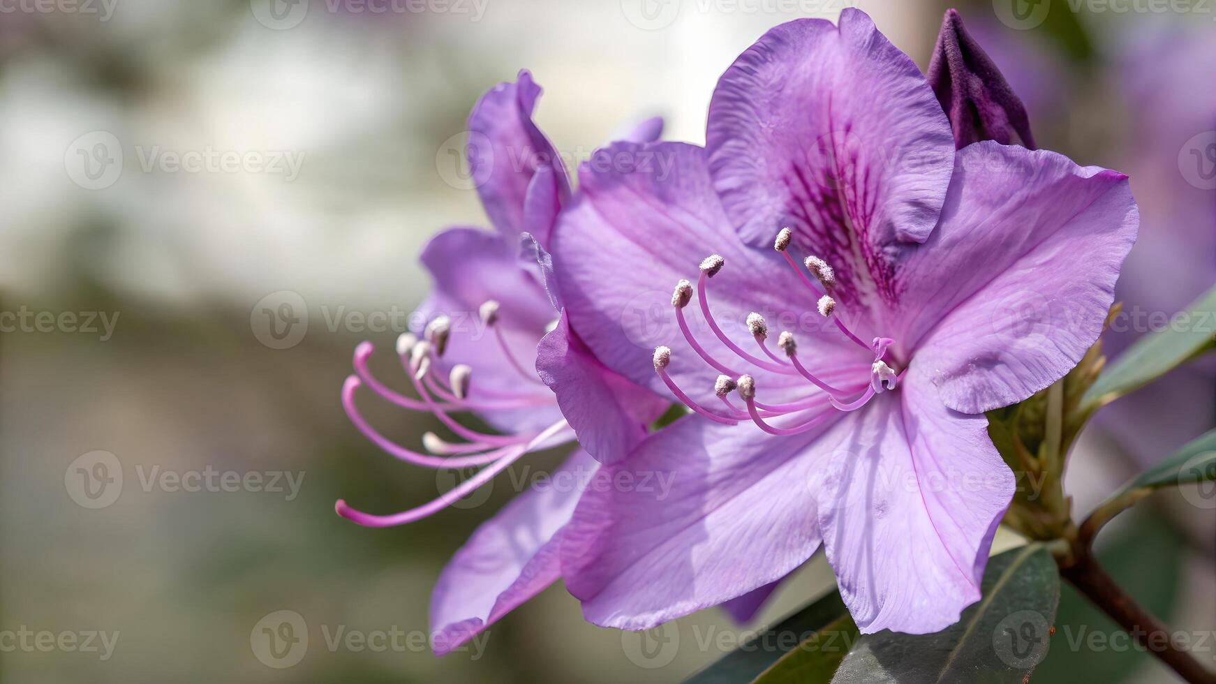 Close Up of Purple Rhododendron Flower, Highlighting Petals and Stamen, Botanical Beauty in Bloom, Floral Photography, Garden Plants, Springtime Florals, Natures Palette, Pollination Process, photo