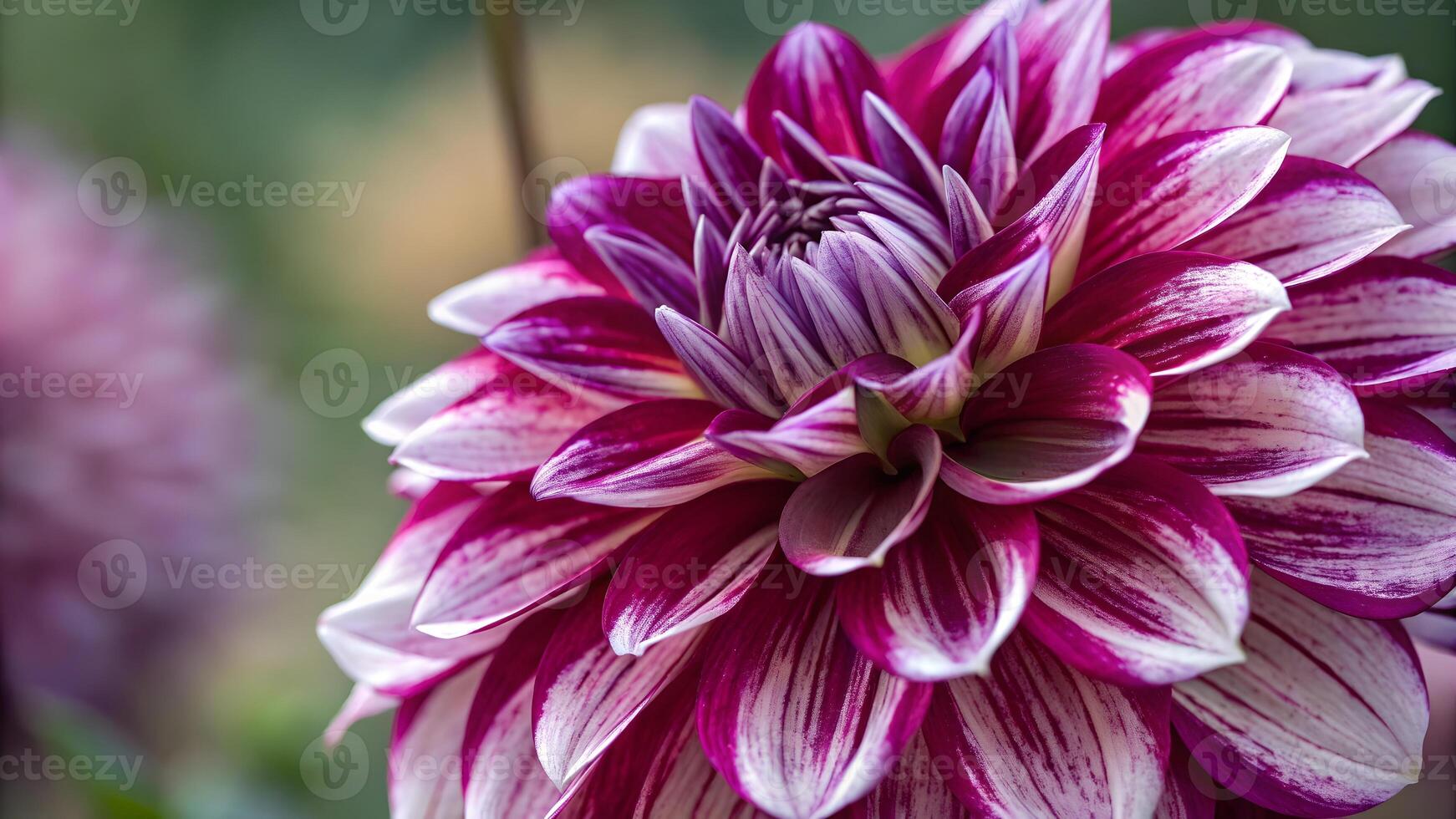 Vibrant Dahlia Flower Close-Up in Garden for Nature Lovers and Floral Designers floral photo