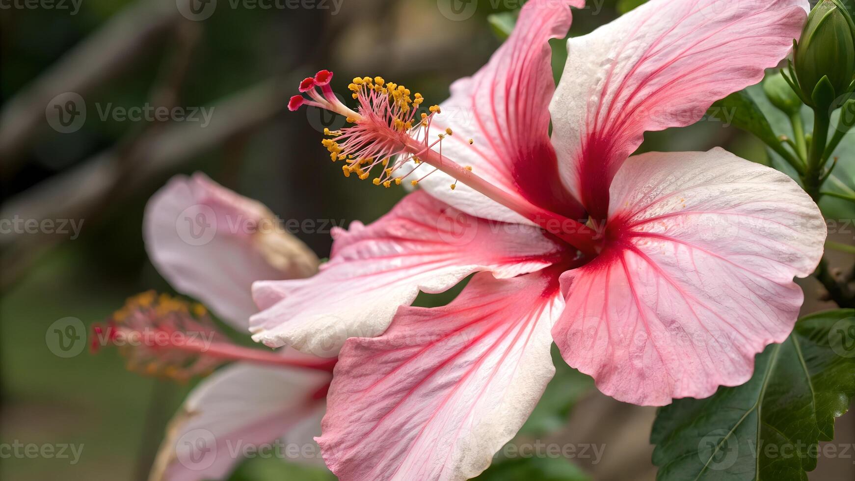 Vibrant Pink Hibiscus Flower in Full Bloom for Nature Lovers and Gardeners Seeking Botanical Beauty background photo