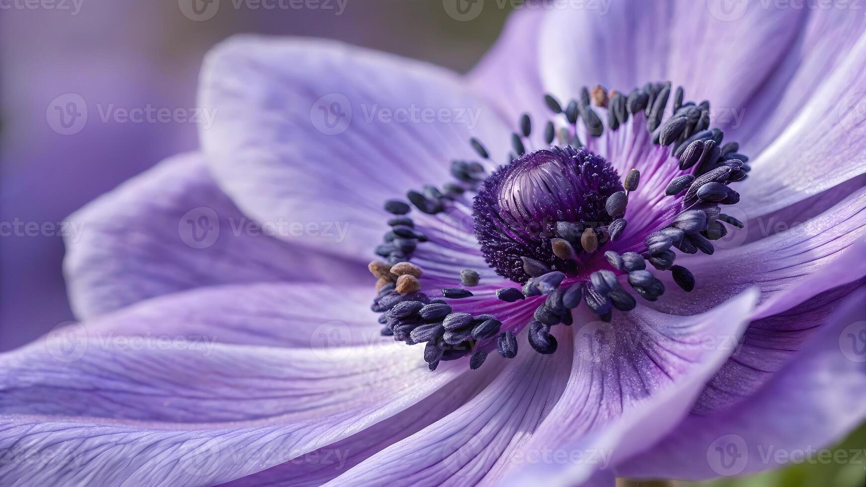Purple Anemone Flower Close-Up in Garden for Nature Lovers and Botanical Enthusiasts floral photo