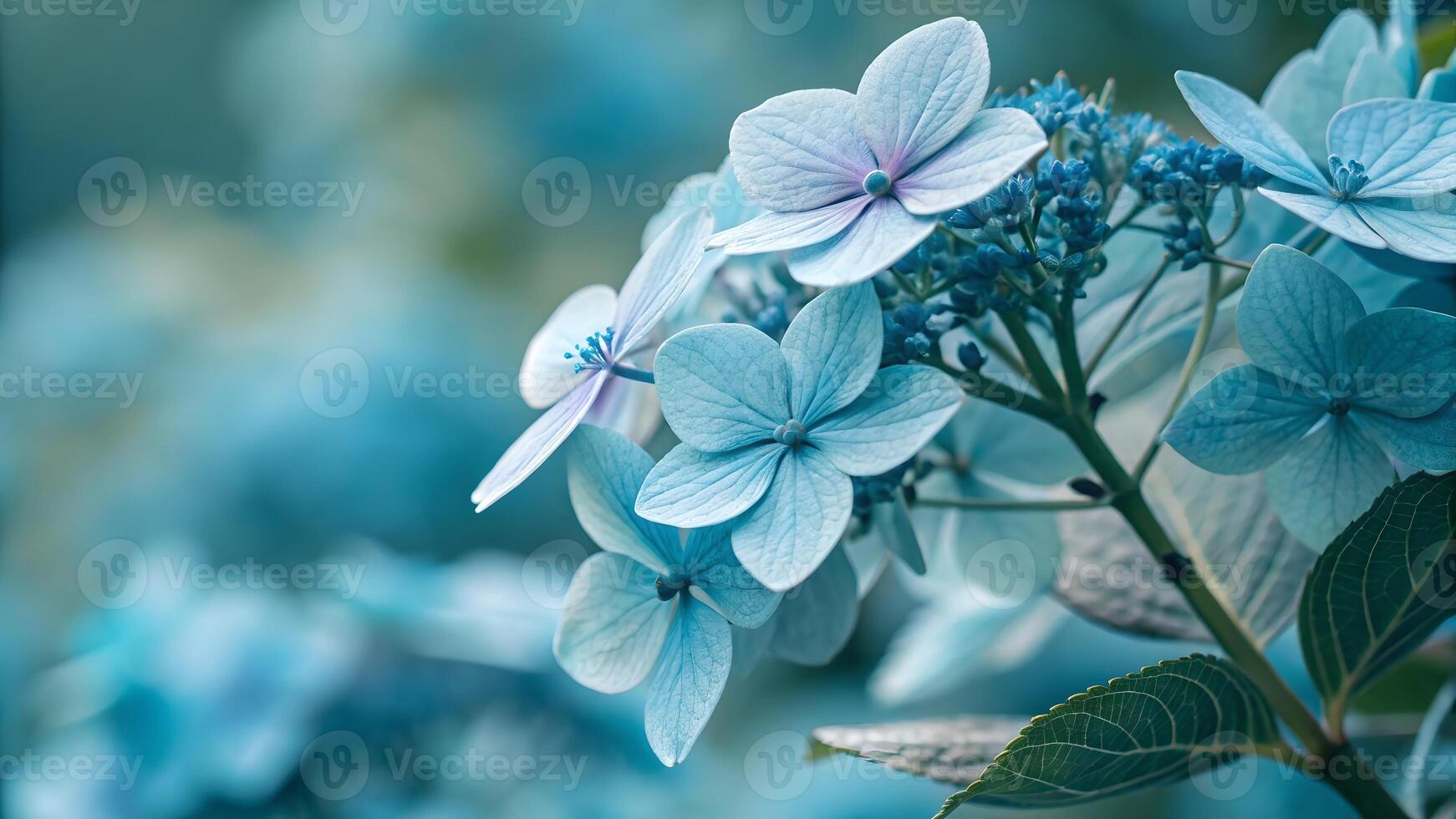 Delicate blue hydrangea flowers in full bloom, showcasing soft petals and a gentle blur of natures beauty in the background. photo