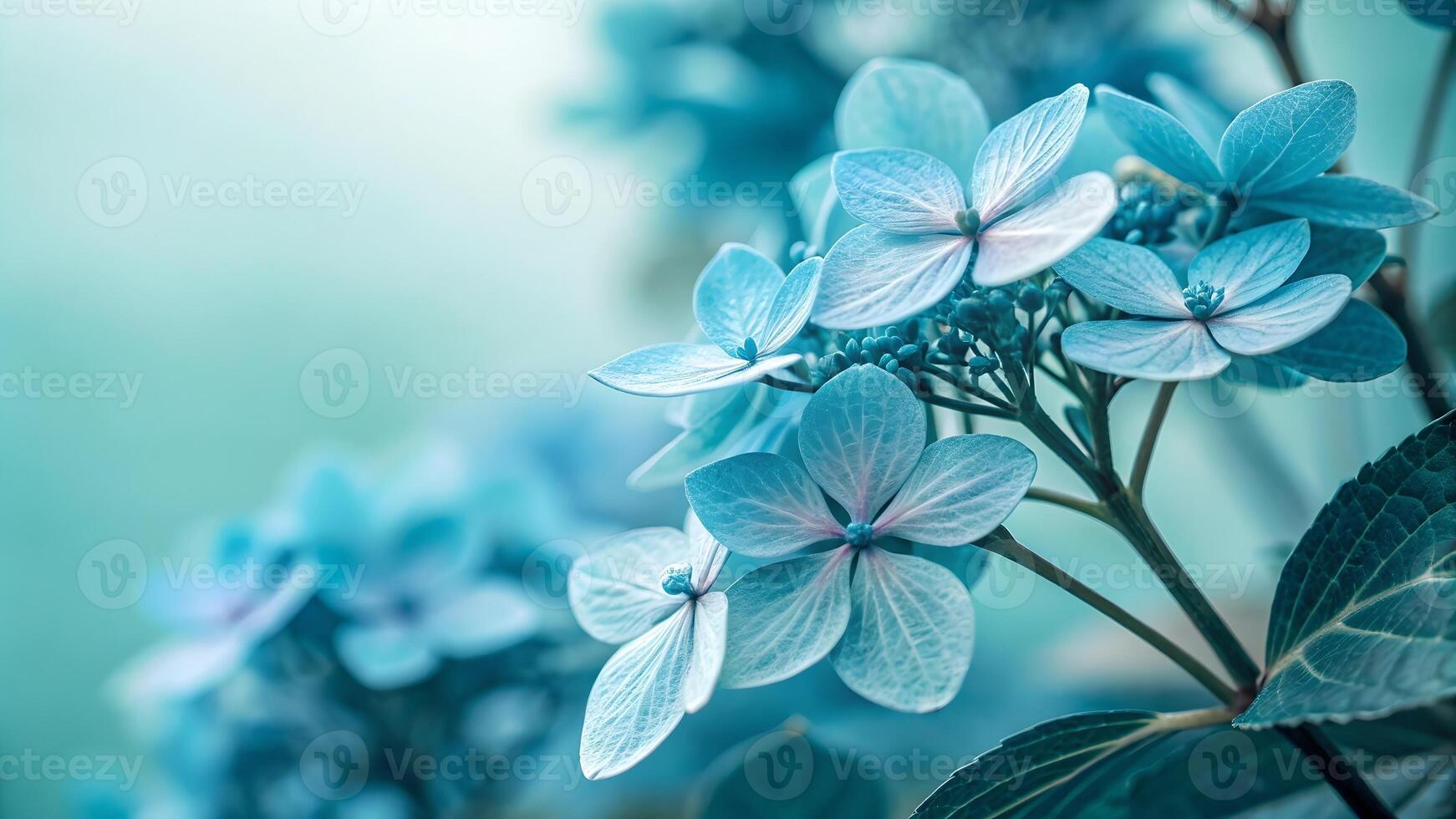 Delicate blue hydrangea flowers in full bloom, showcasing intricate petals and a soft, dreamy background. photo