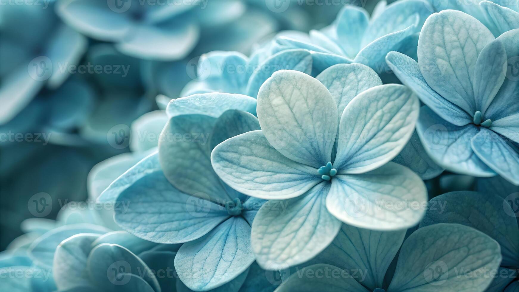 Delicate blue hydrangea flowers in full bloom, showcasing intricate petal details and a soft, dreamy texture perfect for romantic or natural designs. photo