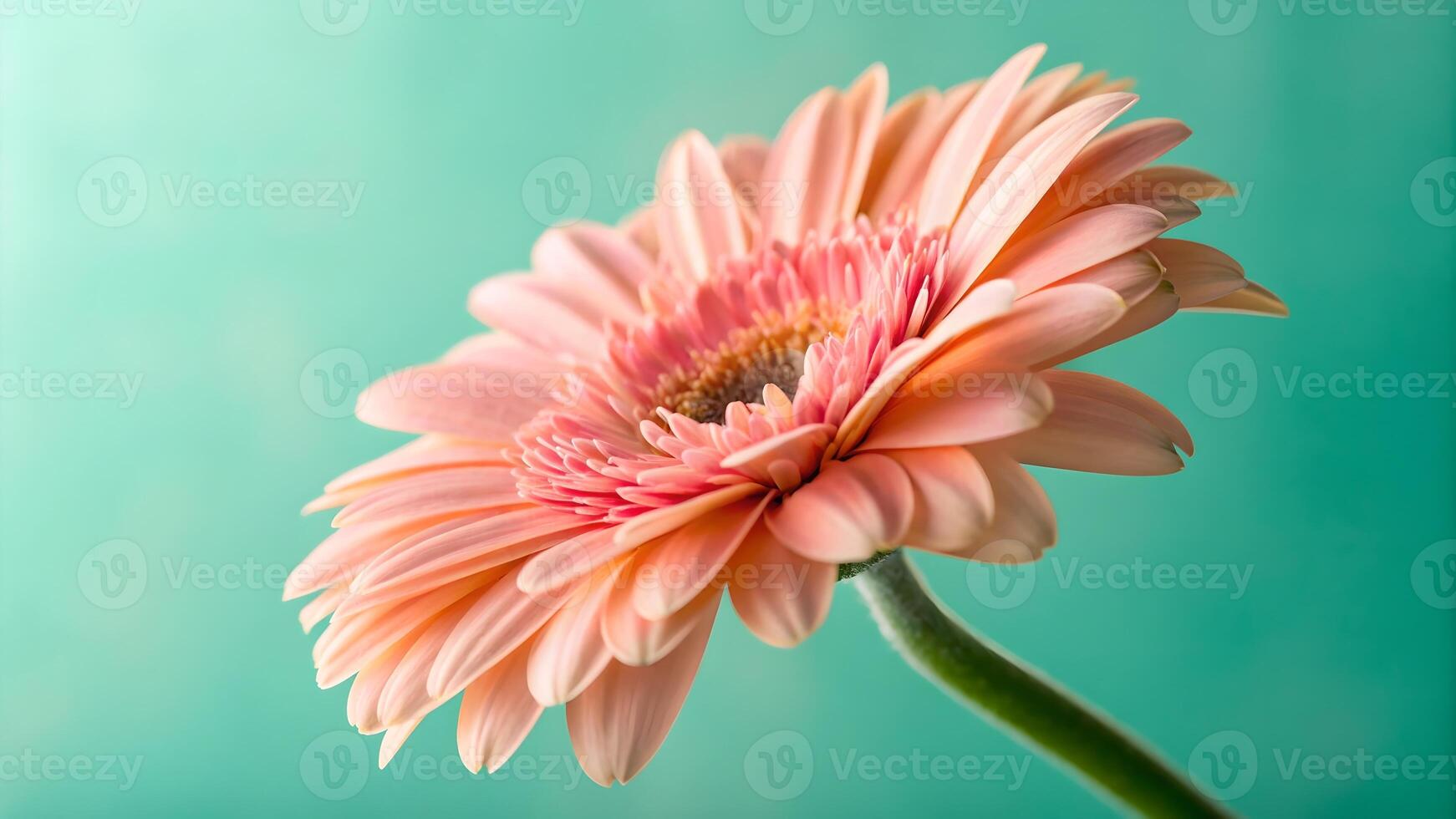 Close Up of Vibrant Gerbera Daisy with Soft Pink Petals, Set Against a Calming Teal Background, Highlighting Floral Beauty, Botanical Photography, Natures Delicate Artistry, Garden Aesthetics, photo