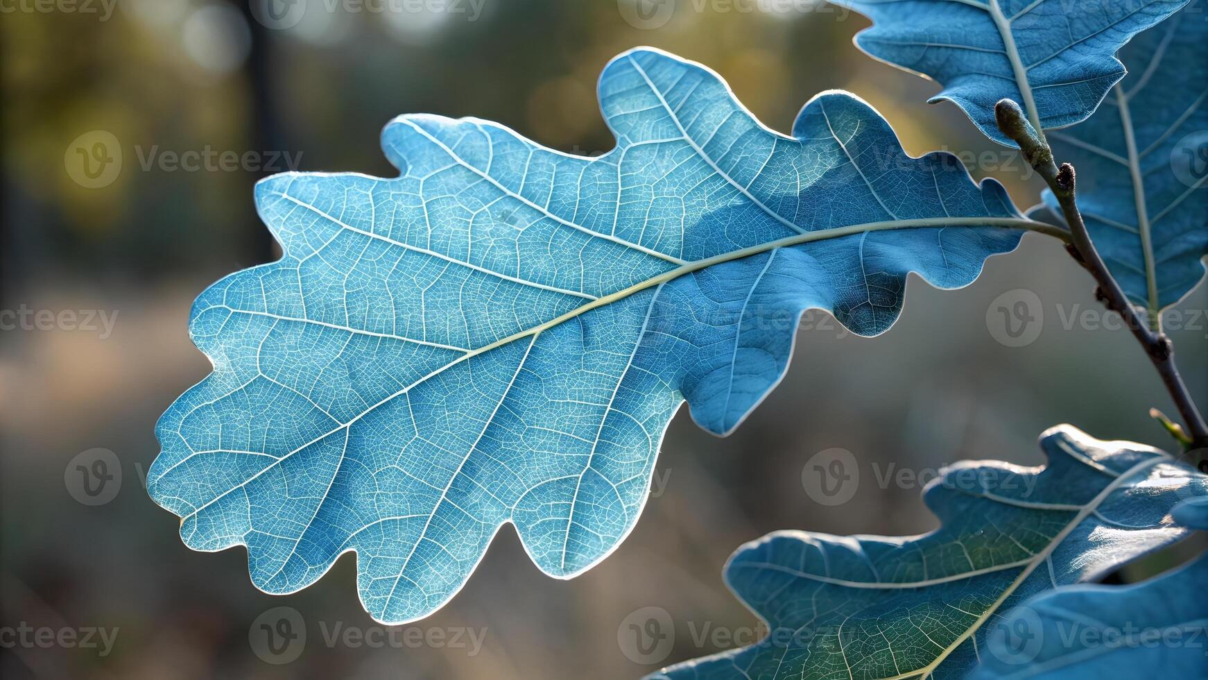 Blue Oak Leaf Detailed Nature Photography for Designers and Nature Enthusiasts nature photo