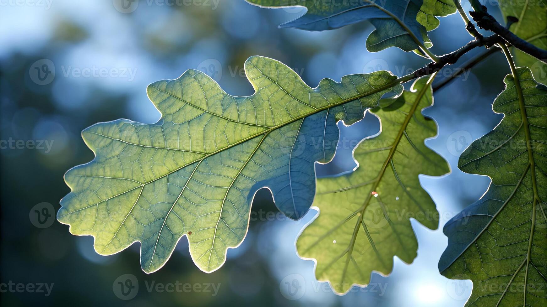 Oak Leaves Backlit by Sunlight in Forest for Nature Lovers and Photography Enthusiasts foliage photo