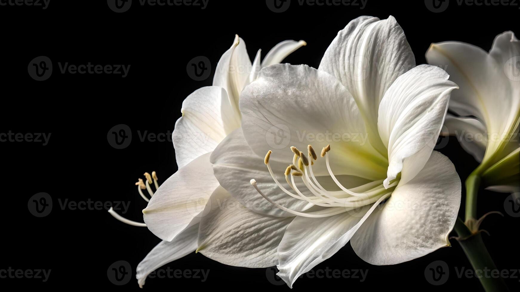 Elegant white amaryllis flowers in stunning black background for nature enthusiasts and photographers seeking high-quality floral images flower photo