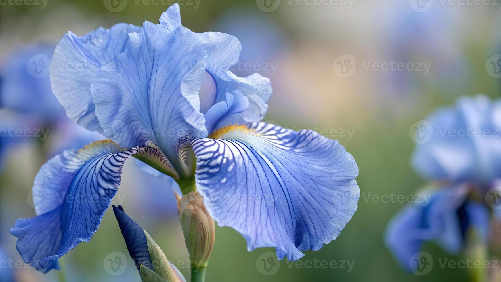 Blue iris flower in full bloom captured in a serene garden setting for nature enthusiasts and floral photographers. blossom photo