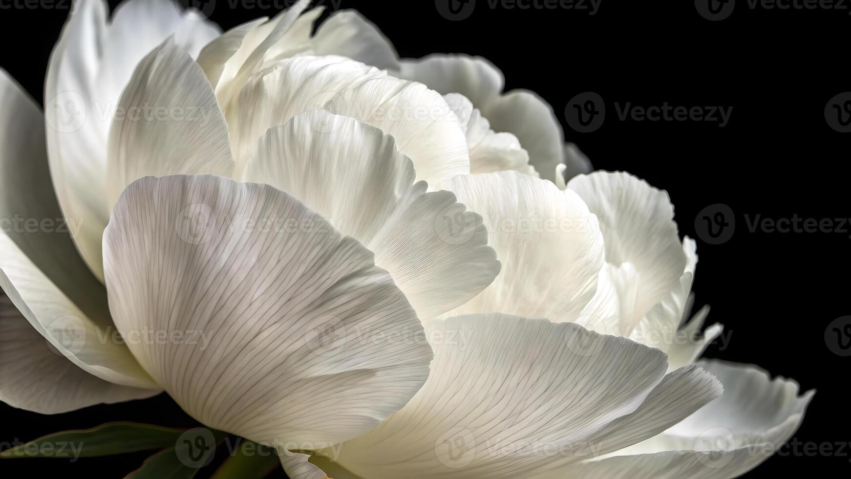 Elegant White Peony Close-Up on Dark Background for Nature Lovers and Floral Designers garden photo