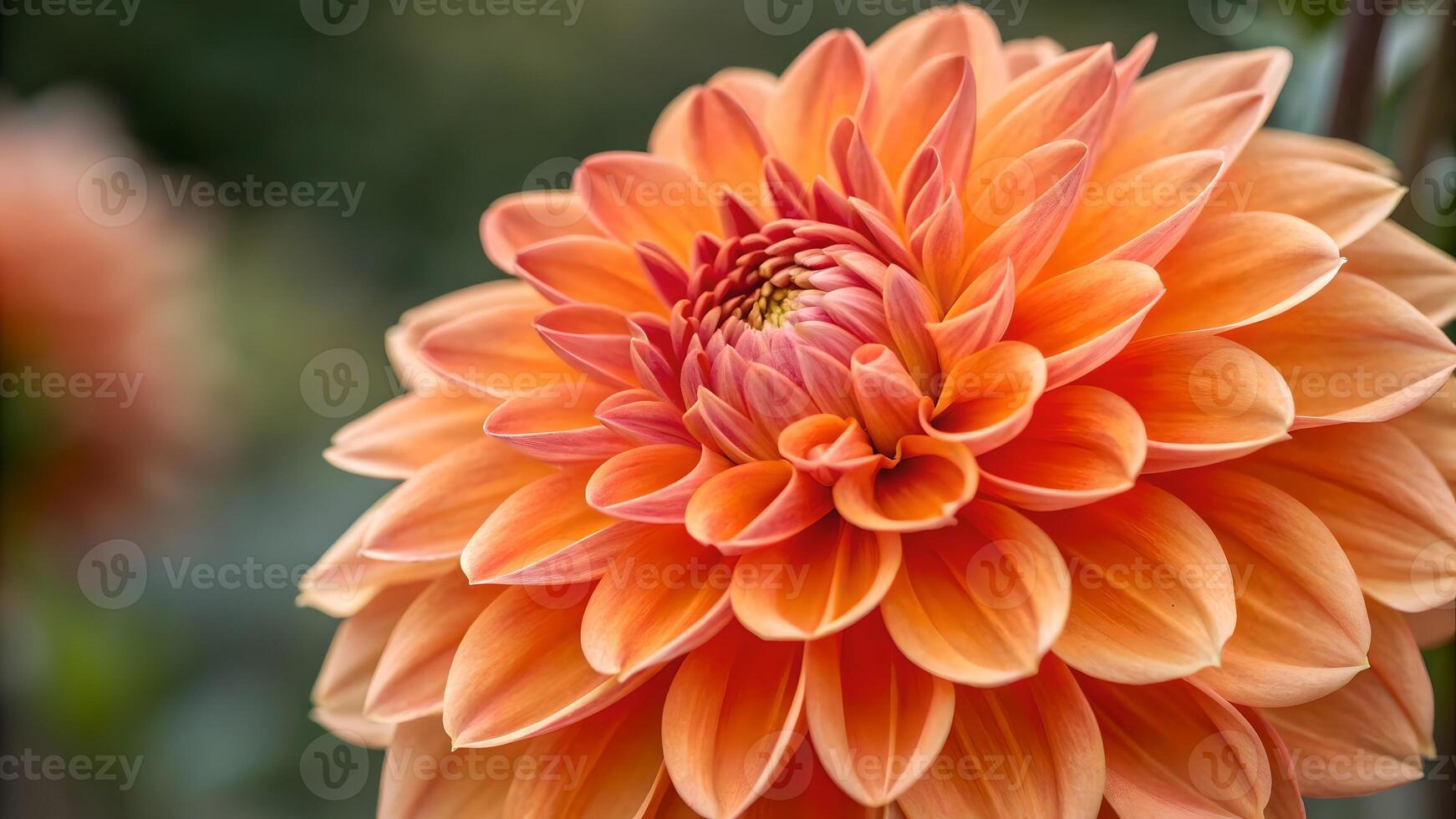 Vibrant Orange Dahlia Close-Up in Garden for Nature Lovers and Floral Designers orange plant photo