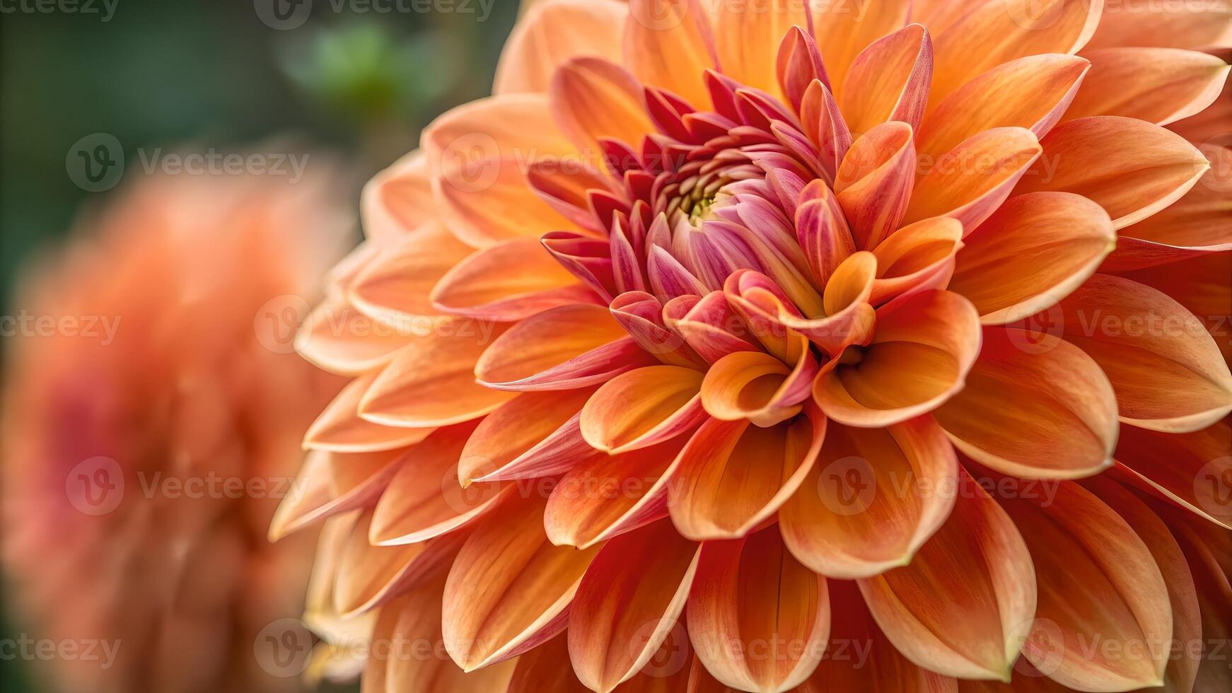 Vibrant Orange Dahlia Close-Up in Garden for Nature Lovers and Floral Designers Seeking High-Quality Botanical Photography photo