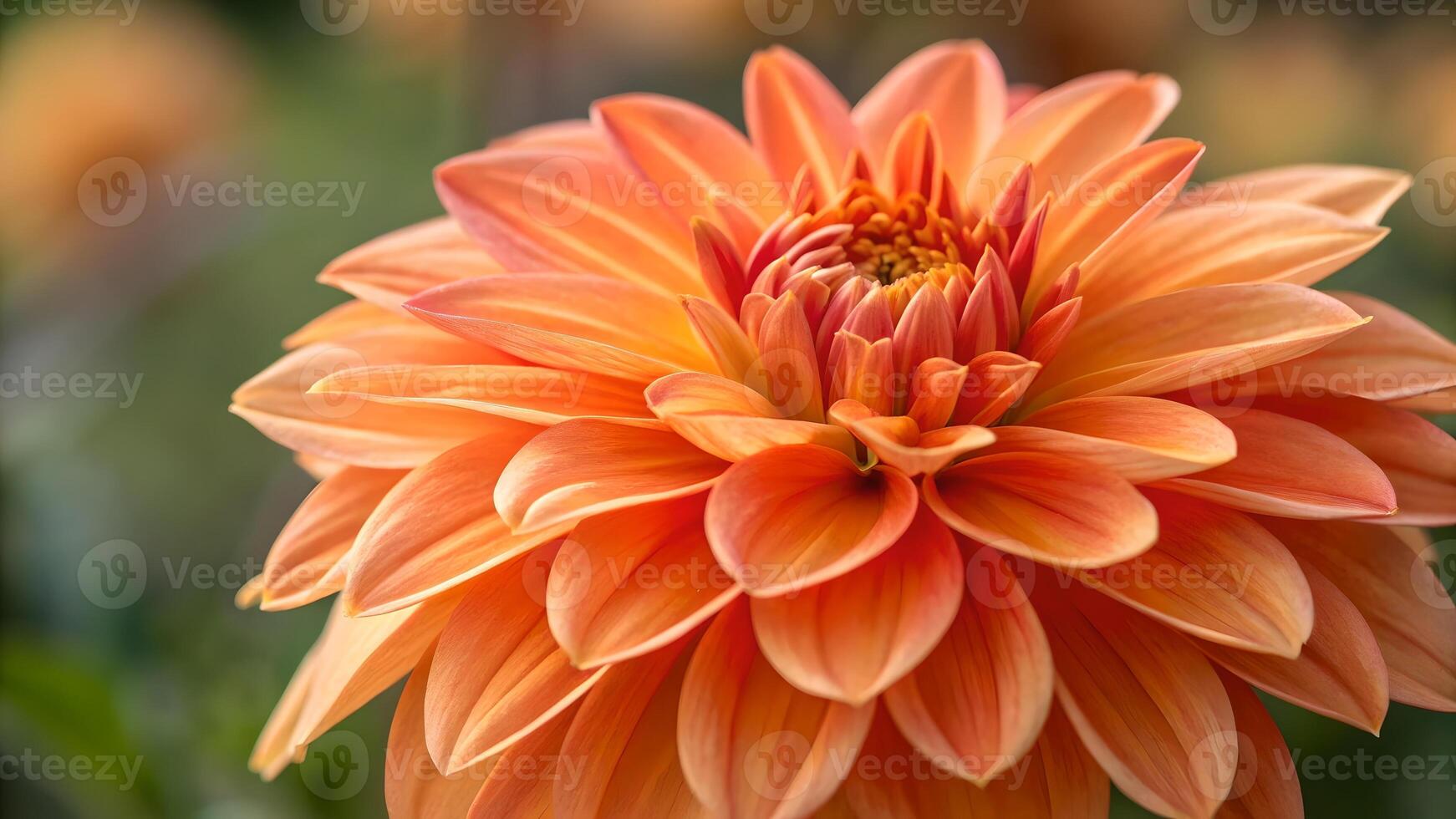 Vibrant Orange Dahlia Close-Up in Garden for Nature Lovers and Floral nature photo