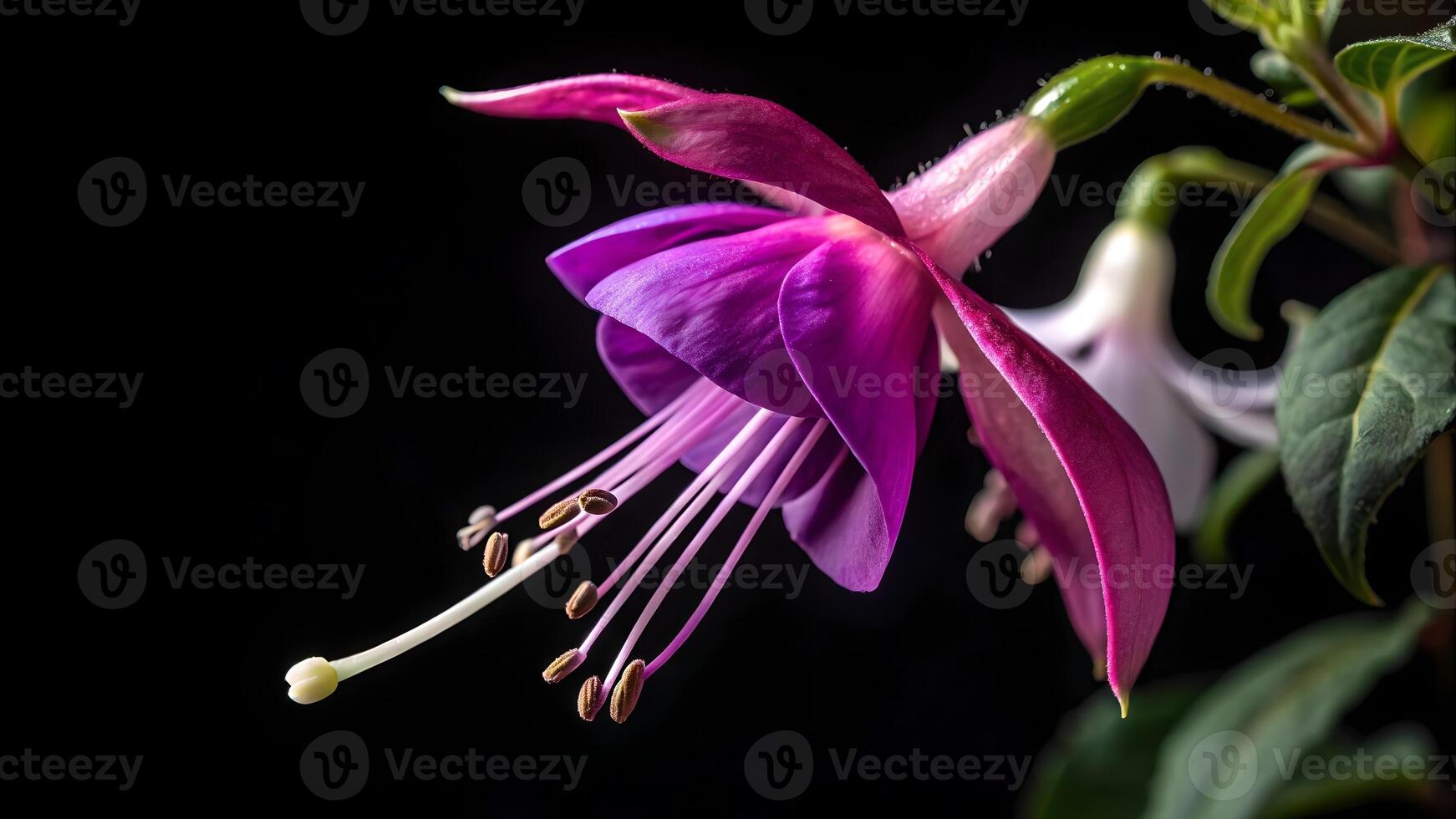 Vibrant purple fuchsia flower in stunning close-up detail for nature enthusiasts and photographers seeking high-quality floral images fuchsia photo