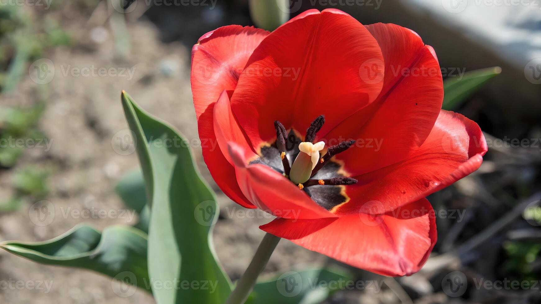 Vibrant Red Tulip in Full Bloom for Gardeners and Nature Lovers, Stunning Floral Image Perfect for Springtime Decorations and Botanical Enthusiasts tulip photo
