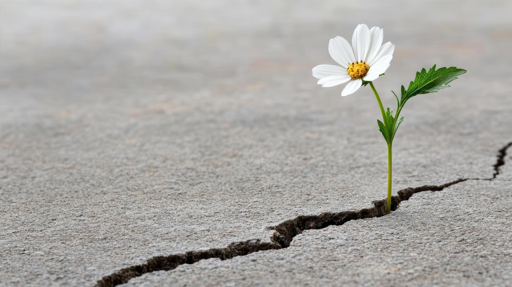 single flower blooming through crack in concrete symbolizes resilience and hope photo
