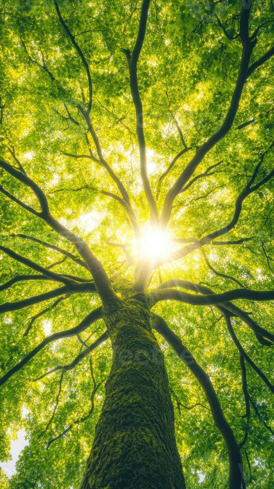 Majestic tree canopy with sunlight streaming through lush green leaves creating a serene nature scene photo