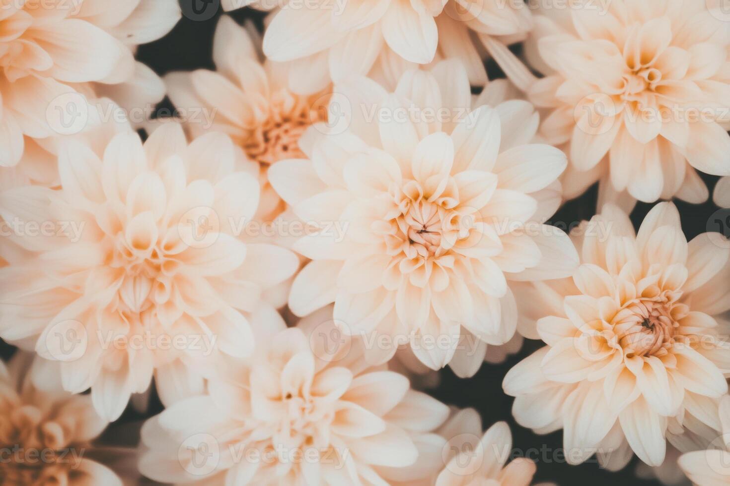 Close up of cream colored chrysanthemums in bloom with delicate petals and soft natural light photo