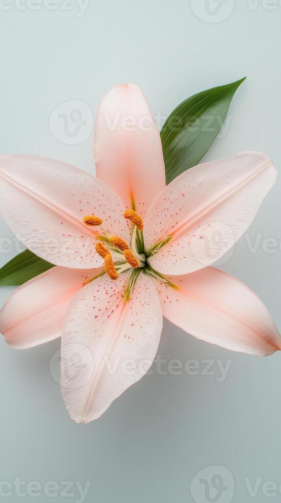 Elegant pink lily blossom detailed close up on pastel background with vibrant green leaf photo