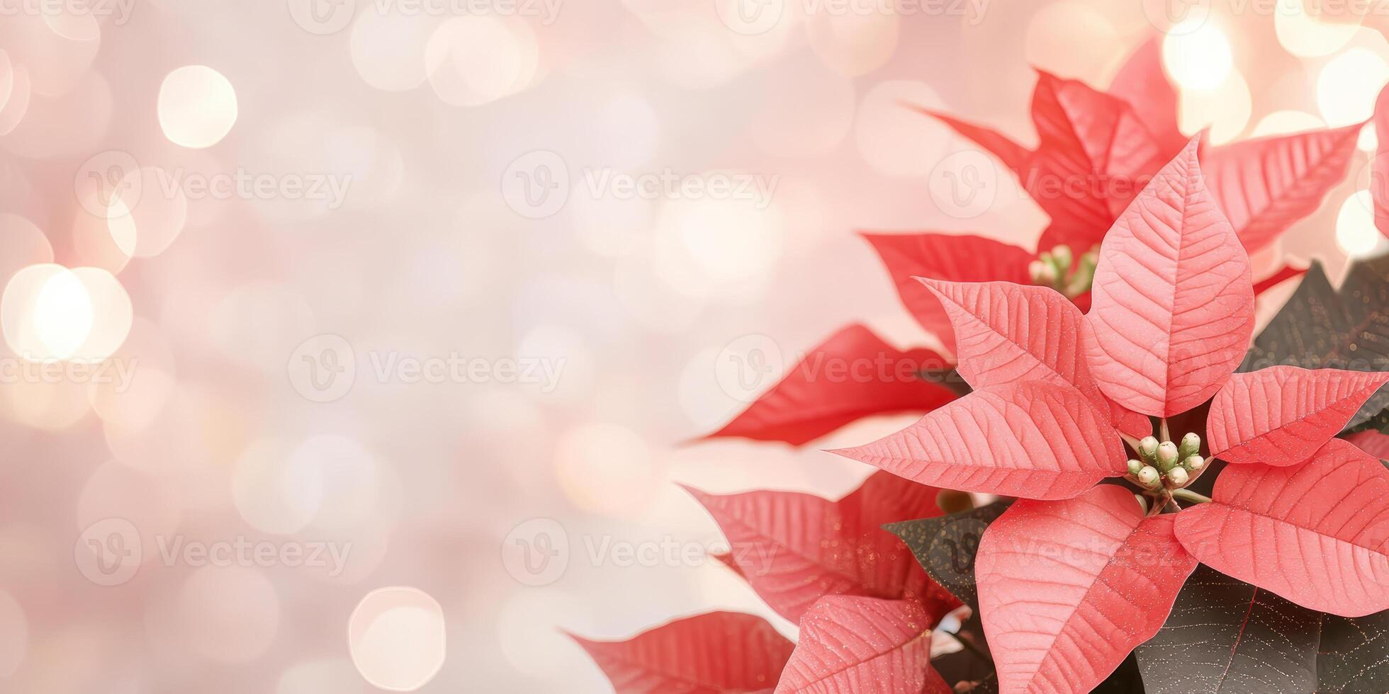 Poinsettia in soft focus with sparkling holiday background and vibrant red leaves photo