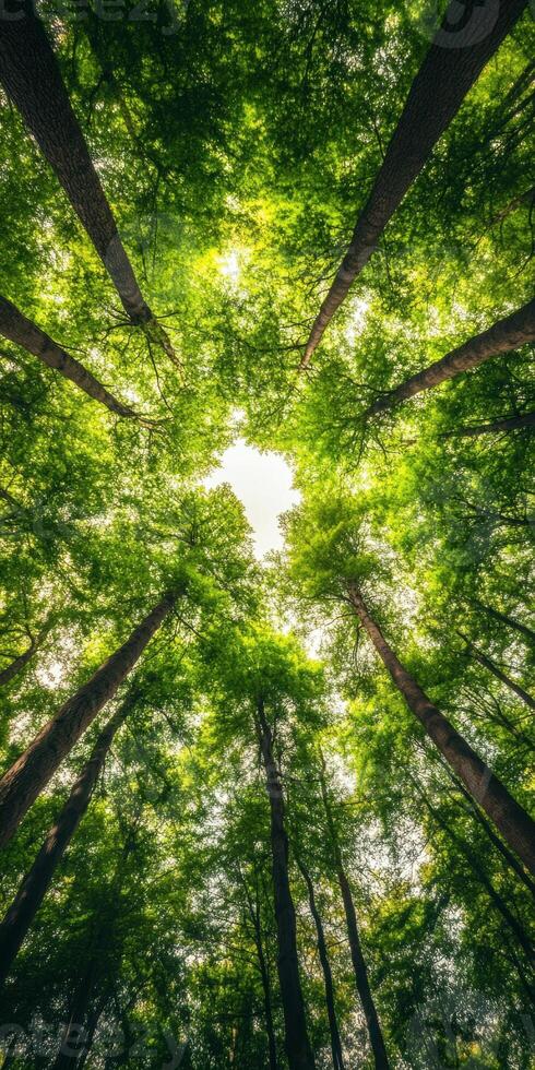 Tall trees forming a canopy with sunlight filtering through leaves in a lush forest photo