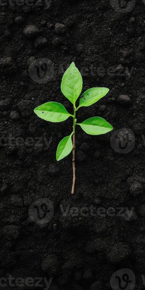 Vibrant green seedling growing on rich black soil symbolizing new beginnings and growth in nature photo