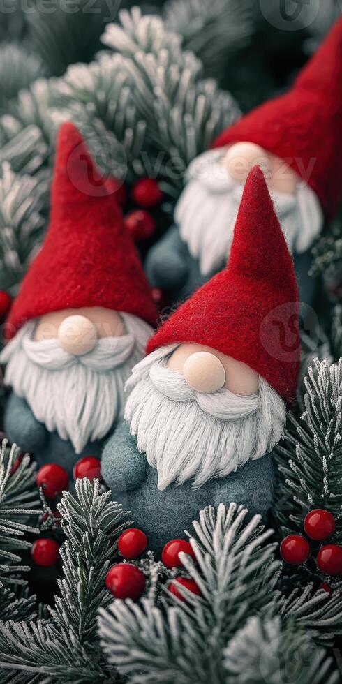 Festive gnome figurines with red hats nestled amongst frosted evergreen sprigs and berries in a holiday decor scene photo