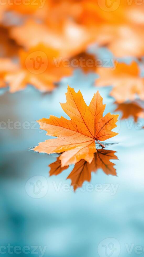 Vibrant autumn maple leaf floats calmly on reflective water surface with soft focus background photo