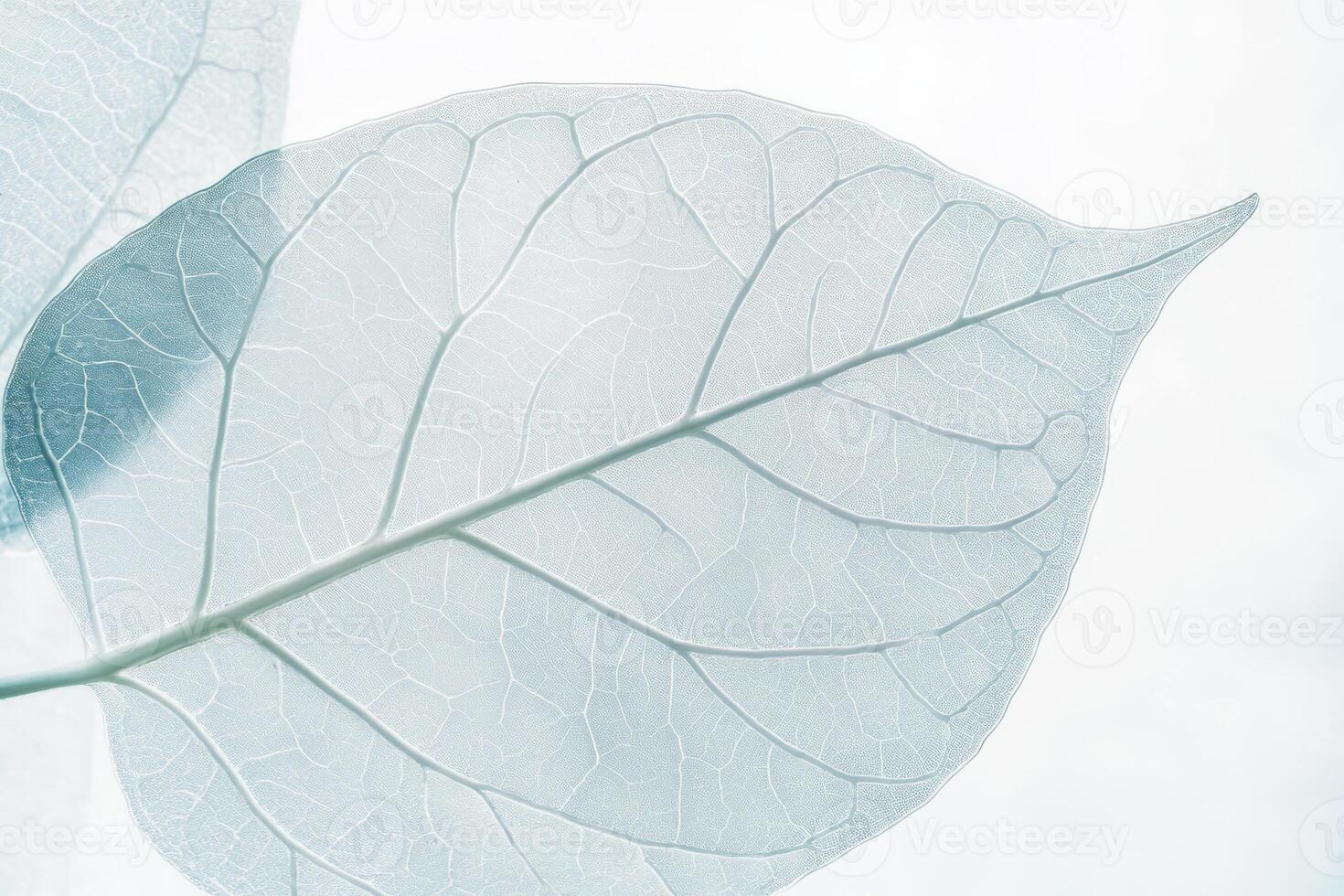 Delicate translucent leaf close up showcasing intricate veins on a soft white background photo