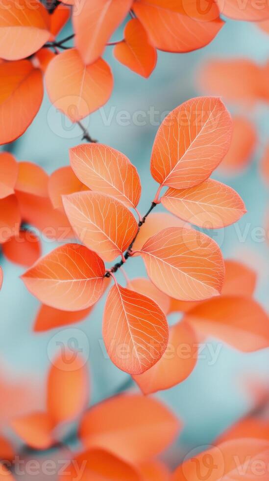 Vibrant orange autumn leaves with delicate veins on a branch against a soft blue background photo