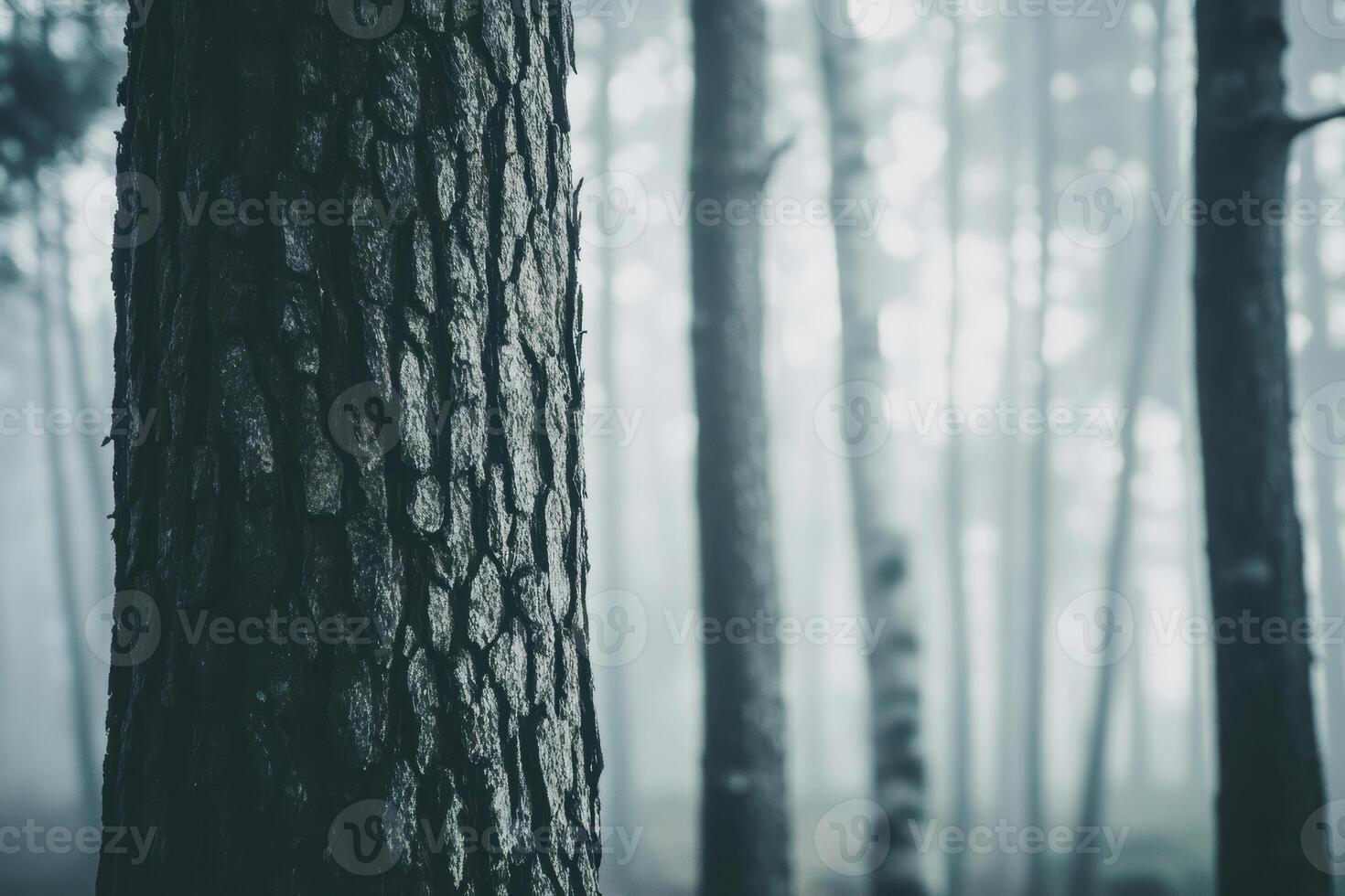 Misty forest morning with soft light filtering through tall trees and textured tree bark in focus photo