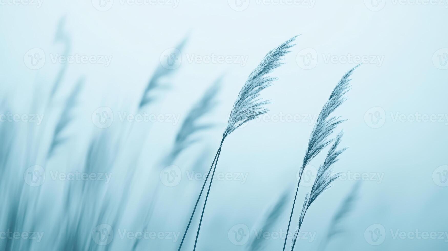 Delicate wispy grass blowing in gentle breeze against a soft blue sky background, photo