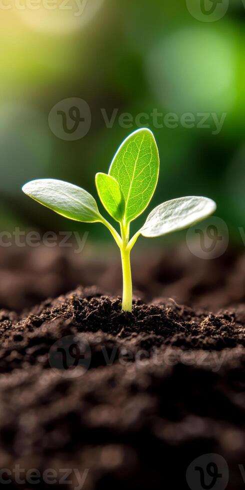 Vibrant young plant sprouting from rich soil in a sunlight dappled garden setting symbolizing growth and renewal photo