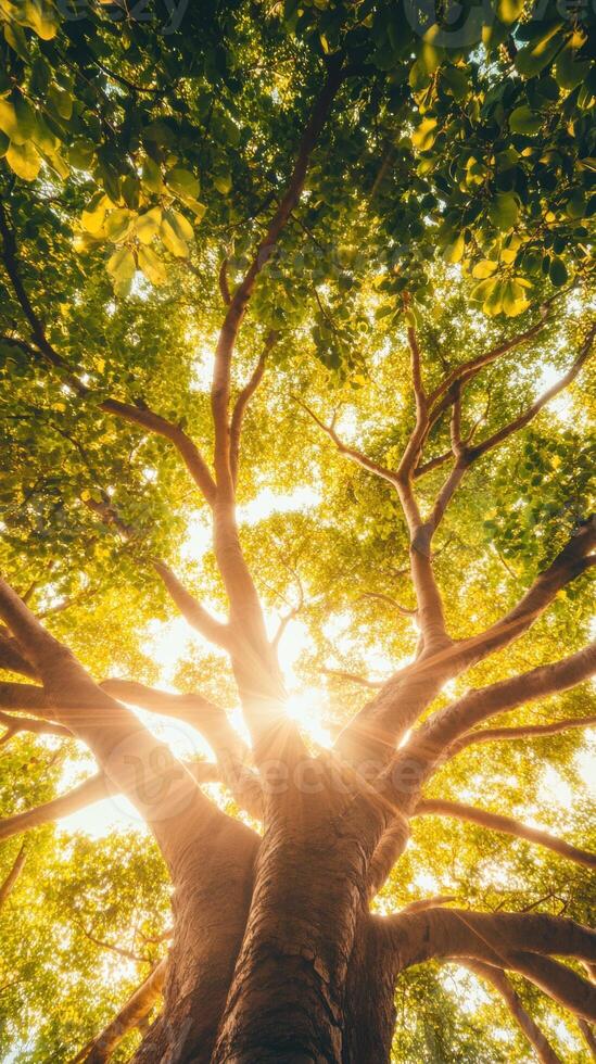 Majestic tree canopy with sunlight filtering through lush green leaves on a bright day photo
