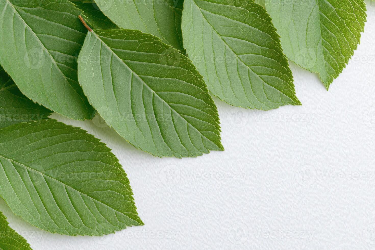 Detailed close up of fresh green leaves arranged on a white background displaying natural patterns and textures photo