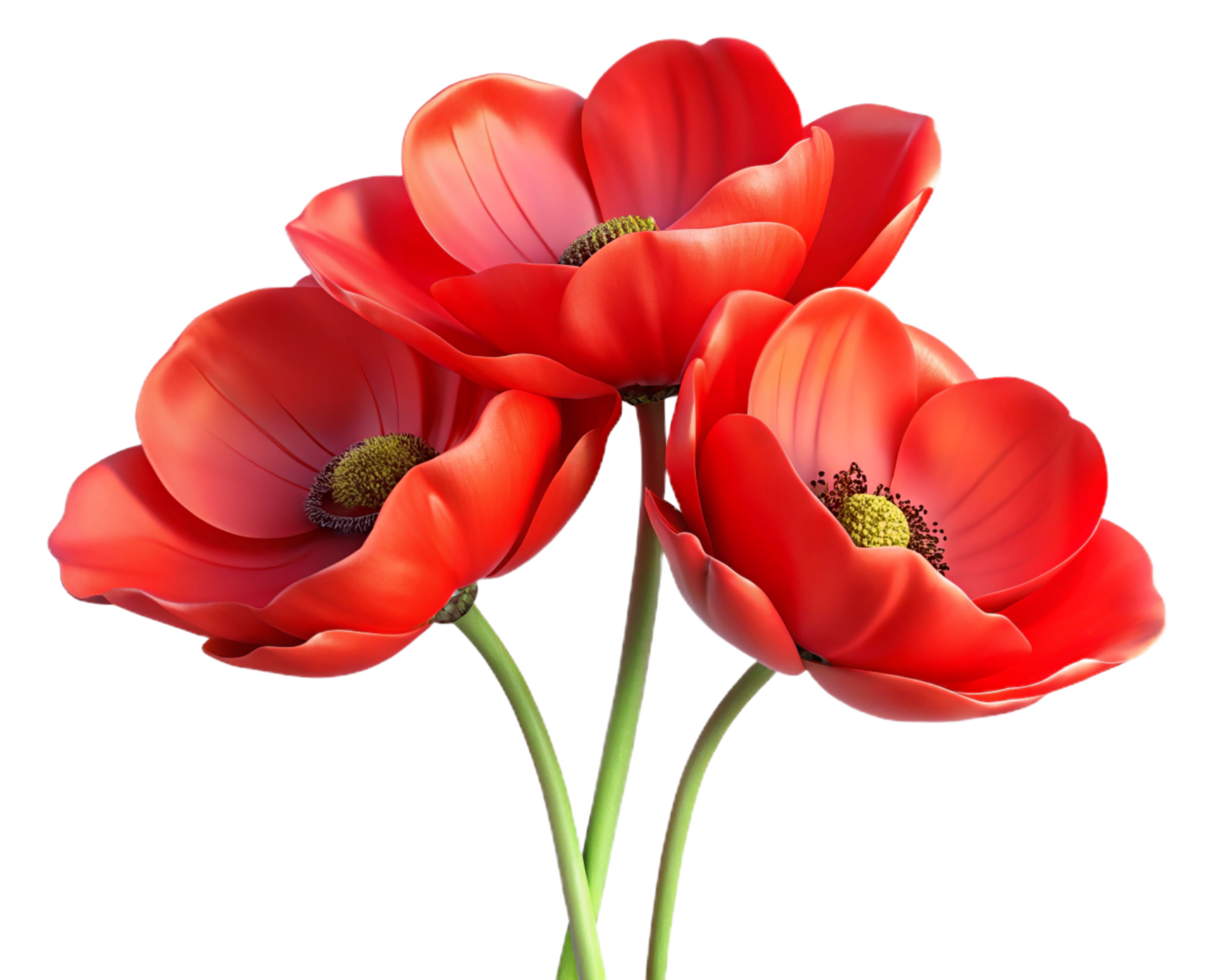 Colorful Red Poppies Flowers in Transparent Background png