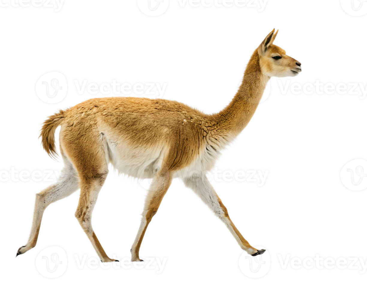 A Vicuna Walking on a solid white empty space, towards the camera, isolated on a transparent background png