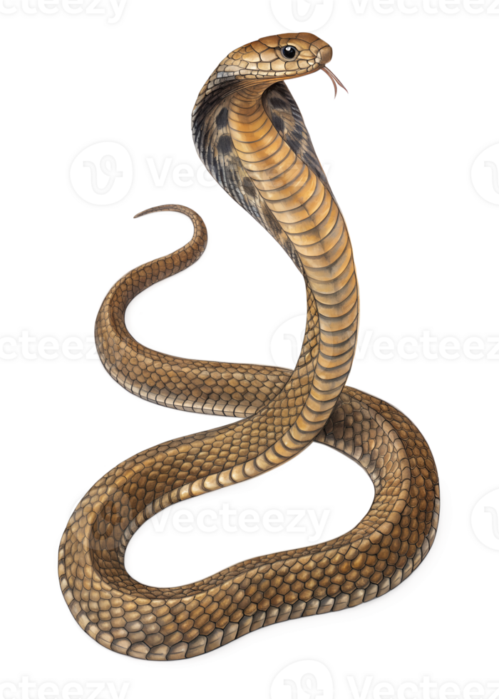 a king cobra slithering. Its body looks twisted. isolated on a transparent background png