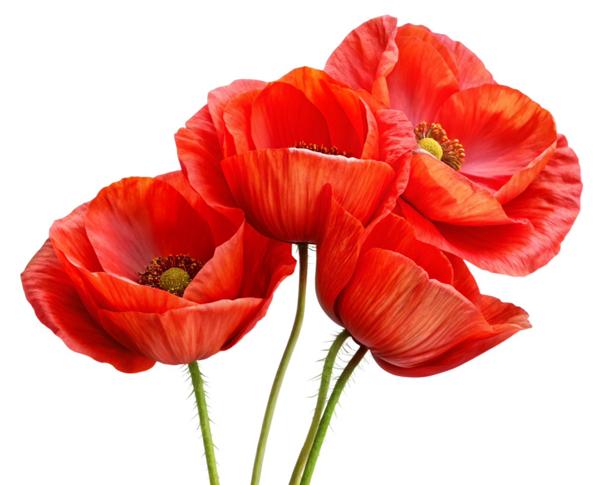 Red Poppies Flowers with Lush Petals in Transparent Background png